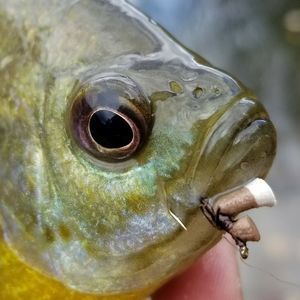 Meet your Posher, Steve